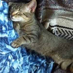 Meet your Posher, Lisa